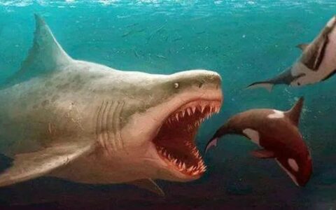 巨齿鲨的克星天敌图片