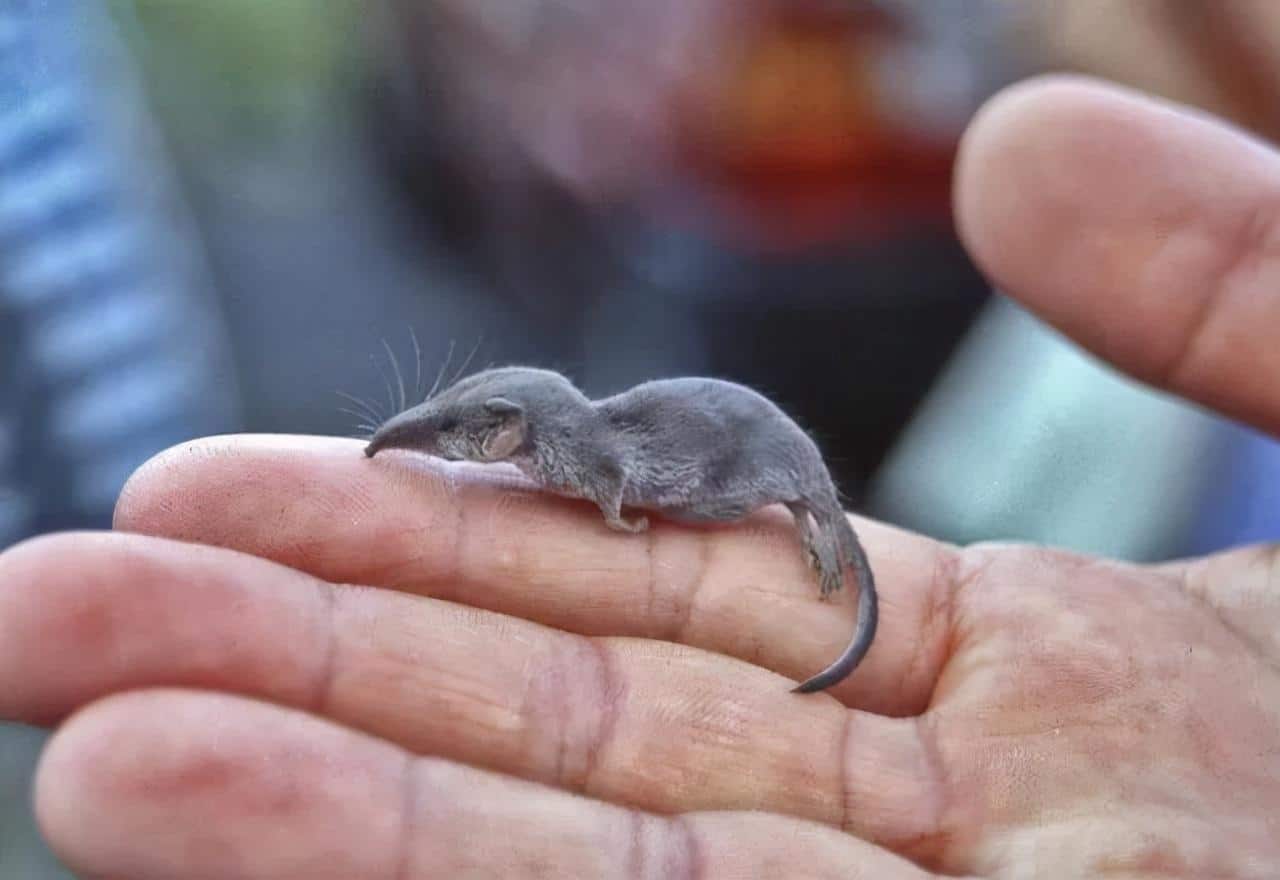 世界上最小的动物排名前十(九种袖珍动物图片 20