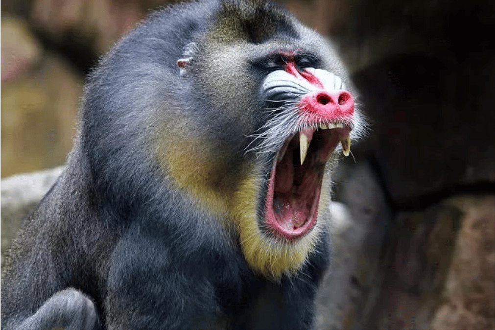 世界上最恐怖的猴子排名图片(诡异吓人凶猛的奇怪猴子照片大全)